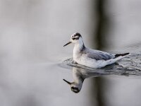 Phalaropus fulicarius 24, Rosse franjepoot, adult, winter plumage, Saxifraga-Theo Verstrael