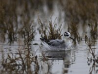Phalaropus fulicarius 7, Rosse franjepoot, Saxifraga-Mark Zekhuis