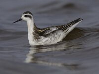 Phalaropus lobatus 17, Grauwe franjepoot, Saxifraga-Mark Zekhuis