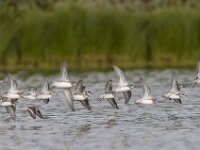 Phalaropus lobatus 2, Grauwe franjepoot, Saxifraga-Mark Zekhuis