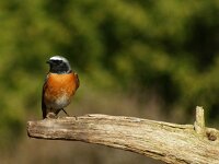 Phoenicurus phoenicurus 138, Gekraagde roodstaart, adult, male, Saxifraga-Theo Verstrael