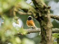 Phoenicurus phoenicurus 145, Gekraagde roodstaart, adult, male, Saxifraga-Theo Verstrael