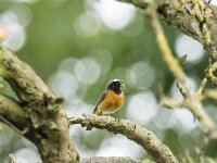 Phoenicurus phoenicurus 146, Gekraagde roodstaart, adult, male, Saxifraga-Theo Verstrael