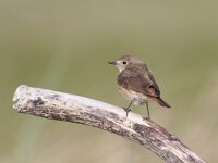 Phoenicurus phoenicurus 17, Gekraagde roodstaart, Saxifraga-Mark Zekhuis
