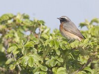 Phoenicurus phoenicurus 19, Gekraagde roodstaart, Saxifraga-Mark Zekhuis