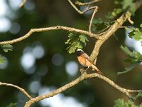 Phoenicurus phoenicurus 4, Gekraagde roodstaart, male, Saxifraga-Mark Zekhuis