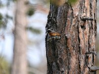 Phoenicurus phoenicurus 7, Gekraagde roodstaart, male,  Saxifraga-Dirk Hilbers