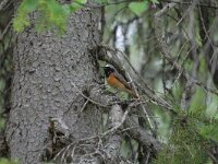 Phoenicurus phoenicurus 8, Gekraagde roodstaart, male, Saxifraga-Dirk Hilbers