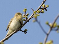 Phylloscopus collybita 121, Tjiftjaf, adult, male, Saxifraga-Theo Verstrael