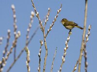 Phylloscopus collybita 125, Tjiftjaf, adult, male, Saxifraga-Theo Verstrael