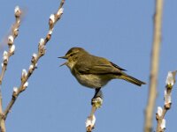 Phylloscopus collybita 126, Tjiftjaf, adult, male, Saxifraga-Theo Verstrael