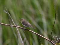 Phylloscopus collybita 14, Tjiftjaf, Saxifraga-Jan Nijendijk