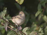 Phylloscopus collybita 15, Tjiftjaf, Saxifraga-Mark Zekhuis