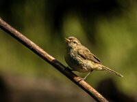 Phylloscopus collybita 7, Tjiftjaf, adult, male, Saxifraga-Theo Verstrael
