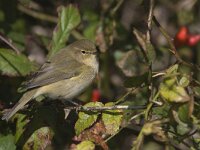 Phylloscopus collybita 8, Tjiftjaf, Saxifraga-Mark Zekhuis