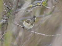 Phylloscopus collybita tristis 12, Siberische tjiftjaf, Saxifraga-Mark Zekhuis