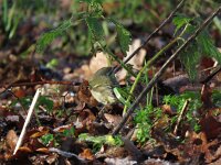 Phylloscopus humei 2, Humes bladkoning, Saxifraga-Henk Sierdsema