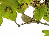 Phylloscopus inornatus 7, Bladkoning, Saxifraga-Bart Vastenhouw