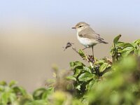 Phylloscopus trochilus 11, Fitis, Saxifraga-Mark Zekhuis