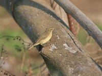 Phylloscopus trochilus 14, Fitis, Saxifraga-Dirk Hilbers