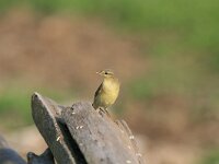 Phylloscopus trochilus 18, Fitis, Saxifraga-Dirk Hilbers