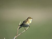Phylloscopus trochilus 2, Fitis, Saxifraga-Piet Munsterman
