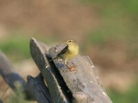 Phylloscopus trochilus 21, Fitis, Saxifraga-Dirk Hilbers