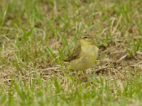 Fitis  Fitis op doortrek in Frankrijk