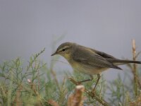 Phylloscopus trochilus 5, Fitis, Saxifraga-Luc Hoogenstein