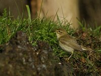 Phylloscopus trochilus 69, Fitis, adult, Saxifraga-Theo Verstrael