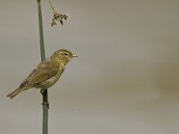 Phylloscopus trochilus 7, Fitis, Saxifraga-Rik Kruit