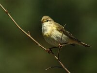 Phylloscopus trochilus 72, Fitis, adult, Saxifraga-Theo Verstrael  Fitis Lemelerberg