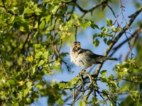 Phylloscopus trochilus 73, Fitis, adult, Saxifraga-Theo Verstrael