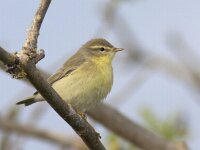 Phylloscopus trochilus 8, Fitis, Saxifraga-Mark Zekhuis