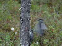 Picoides tridactylus 2, Drieteenspecht, Saxifraga-Dirk Hilbers