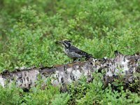 Picoides tridactylus 4, Drieteenspecht, Saxifraga-Dirk Hilbers