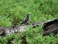 Picoides tridactylus 5, Drieteenspecht, Saxifraga-Dirk Hilbers