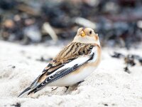 Plectrophenax nivalis 101, Sneeuwgors, Saxifraga-Bart Vastenhouw