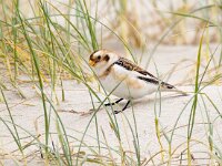 Plectrophenax nivalis 103, Sneeuwgors, Saxifraga-Bart Vastenhouw