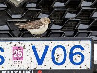 Plectrophenax nivalis 117, Sneeuwgors, Saxifraga-Bart Vastenhouw