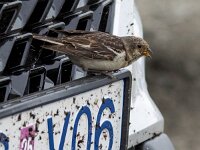 Plectrophenax nivalis 120, Sneeuwgors, Saxifraga-Bart Vastenhouw