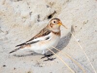 Plectrophenax nivalis 131, Sneeuwgors, Saxifraga-Bart Vastenhouw