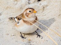 Plectrophenax nivalis 132, Sneeuwgors, Saxifraga-Bart Vastenhouw
