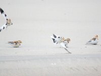 Plectrophenax nivalis 136, Sneeuwgors, Saxifraga-Bart Vastenhouw