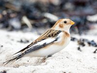 Plectrophenax nivalis 142, Sneeuwgors, Saxifraga-Bart Vastenhouw