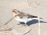 Plectrophenax nivalis 24, Sneeuwgors, Saxifraga-Bart Vastenhouw