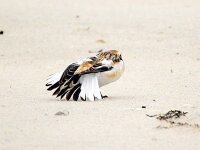 Plectrophenax nivalis 96, Sneeuwgors, Saxifraga-Bart Vastenhouw