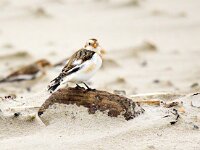 Plectrophenax nivalis 97, Sneeuwgors, Saxifraga-Bart Vastenhouw