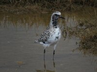 Pluvialis squatarola 7, Zilverplevier, Saxifraga-Henk Sierdsema