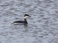 Podiceps auritus 6, Kuifduiker, Saxifraga-Peter Meininger